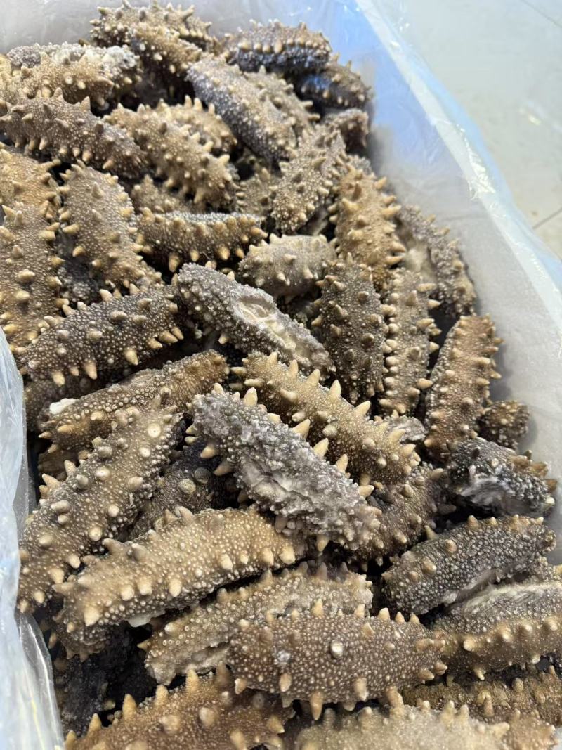 鲜食海参支持团购对接各大商超源头工厂可视频看货