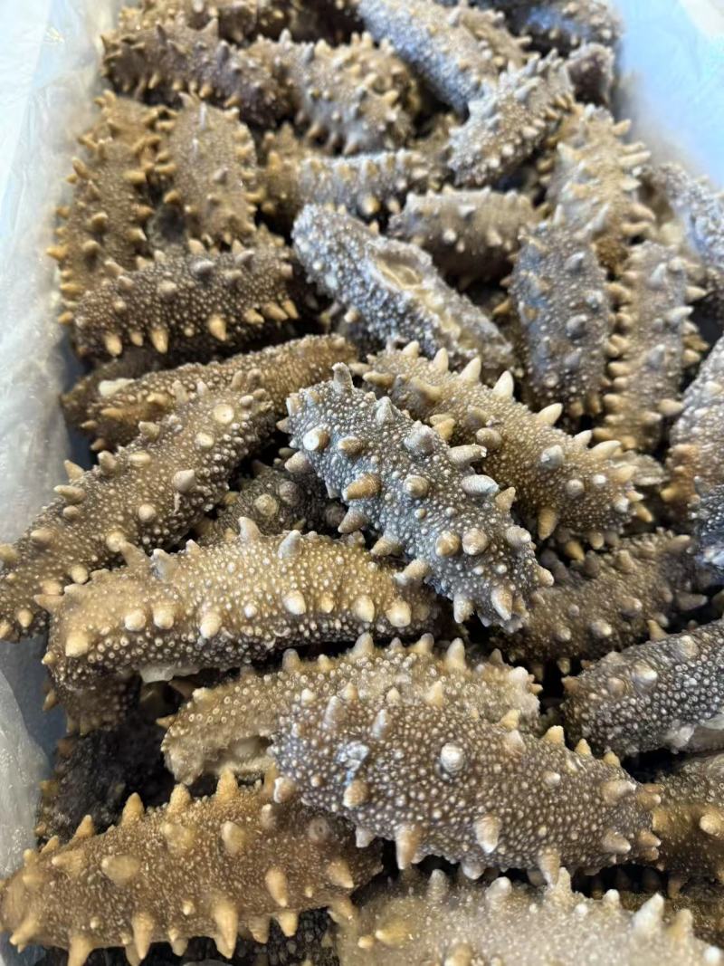 鲜食海参支持团购对接各大商超源头工厂可视频看货