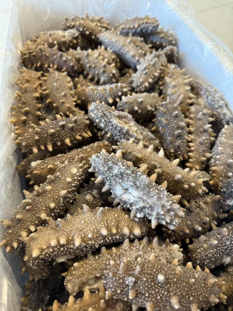 鲜食海参支持团购对接各大商超源头工厂可视频看货
