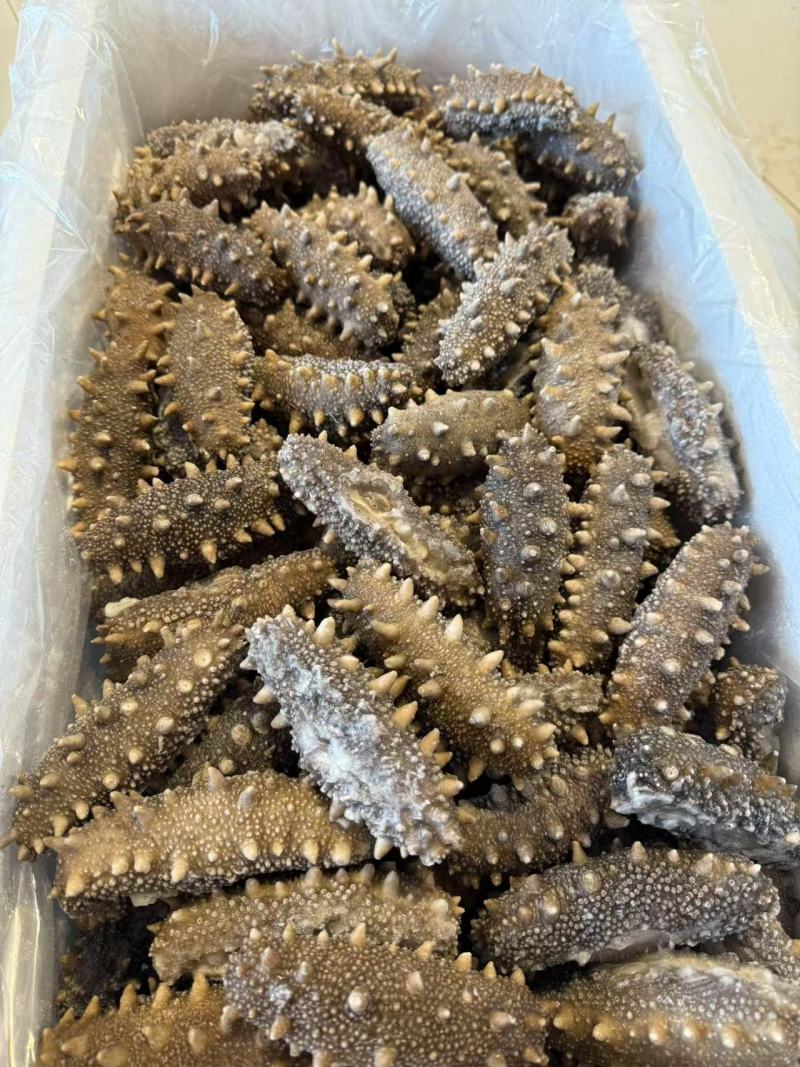 鲜食海参支持团购对接各大商超源头工厂可视频看货