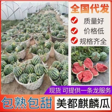 精品美都西瓜精品西瓜大量上市实力代办保质保量