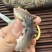 鲜食海参支持团购对接各大商超源头工厂可视频看货