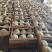 山东烟台海阳市精品网纹瓜代办电商货全国发货欢迎合作