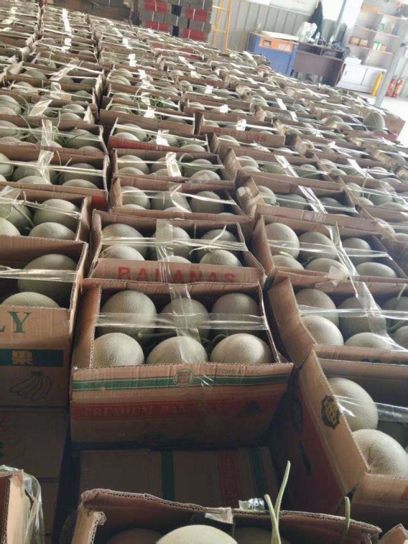 山东烟台海阳市精品网纹瓜代办电商货全国发货欢迎合作