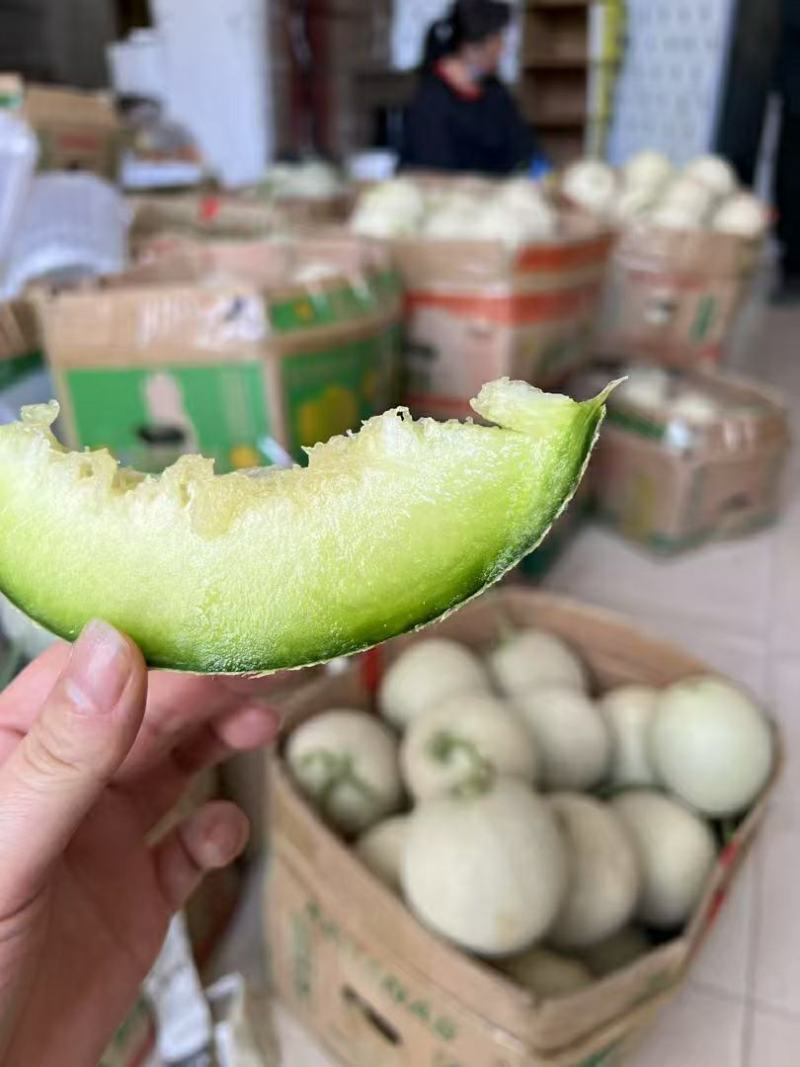 山东烟台海阳市精品网纹瓜代办电商货全国发货欢迎合作
