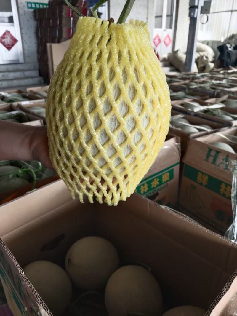 山东烟台海阳市精品网纹瓜代办电商货全国发货欢迎合作