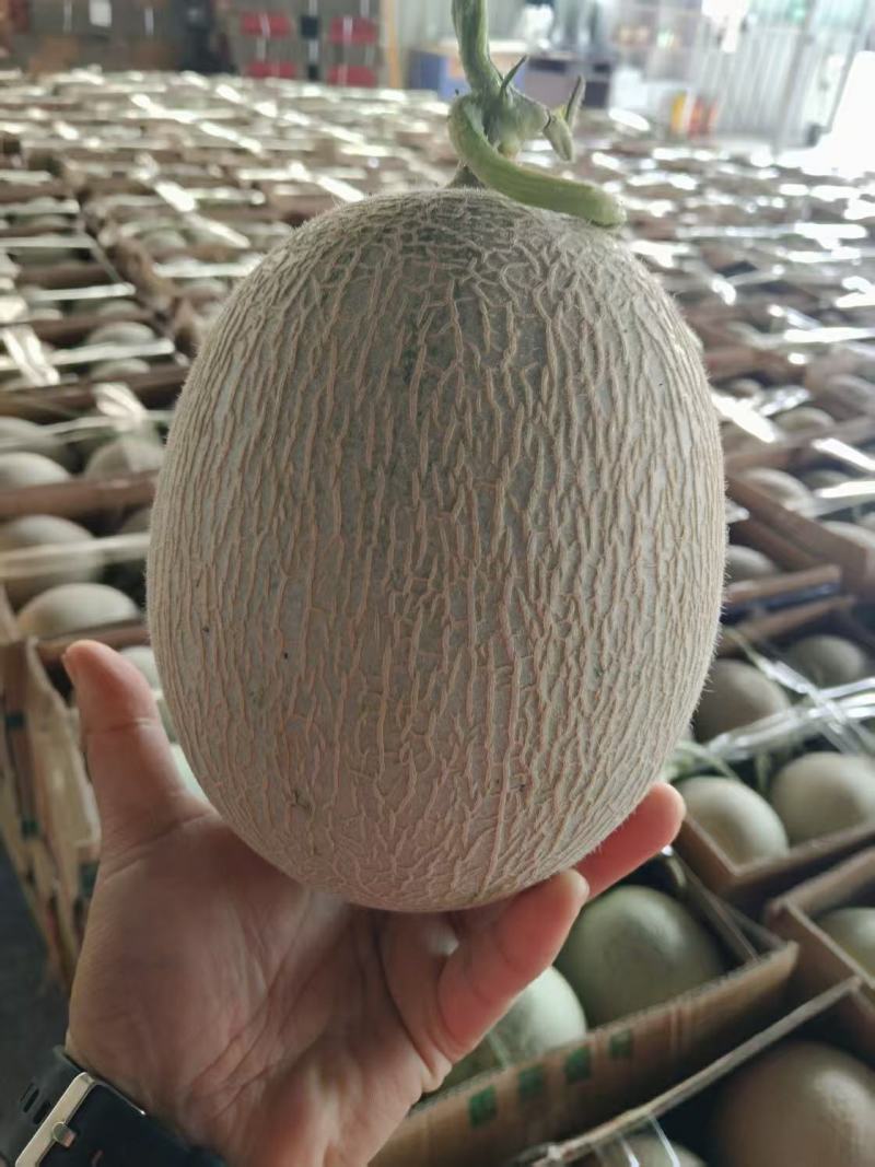 山东烟台海阳市精品网纹瓜代办电商货全国发货欢迎合作
