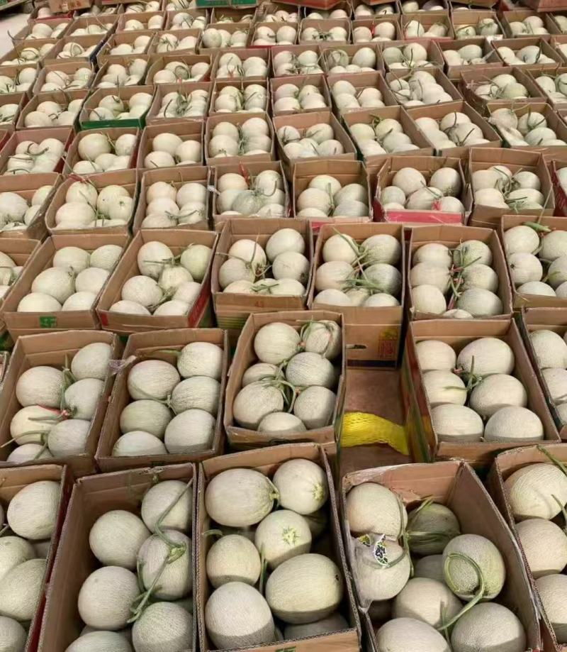 山东烟台海阳市精品网纹瓜代办电商货全国发货欢迎合作