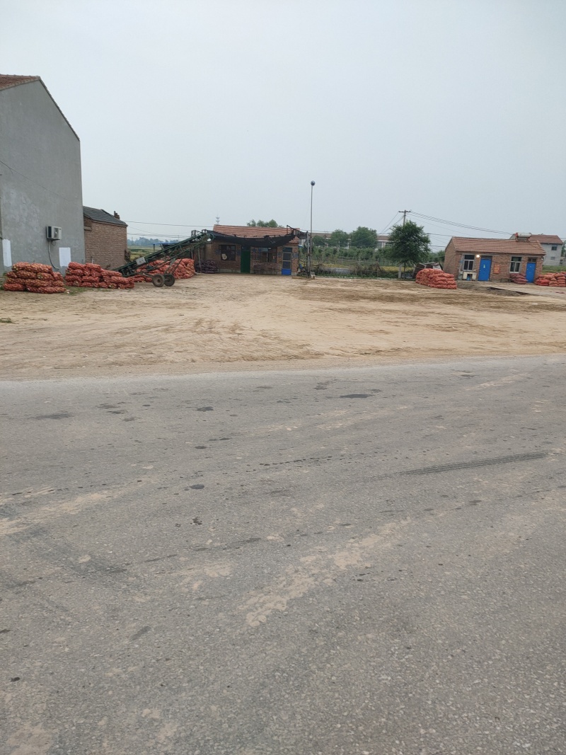 丰县洋葱上市啦，对接各大商超，市场，加工厂