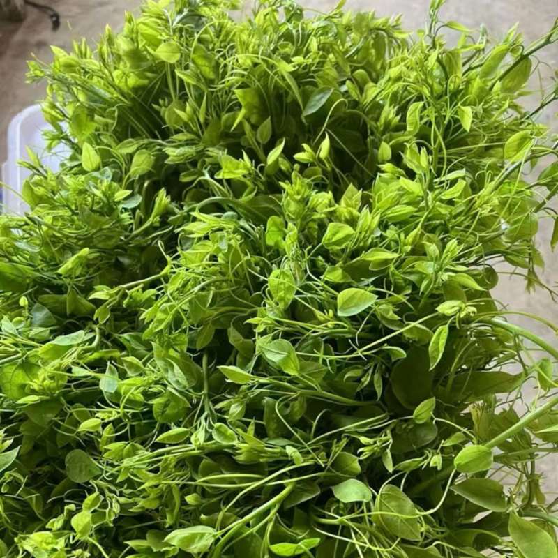 广西野菜药食同源赤苍藤，龙须菜原产地发货