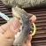 即食海参，一手货源，产地直发，诚信经营，可视频看货