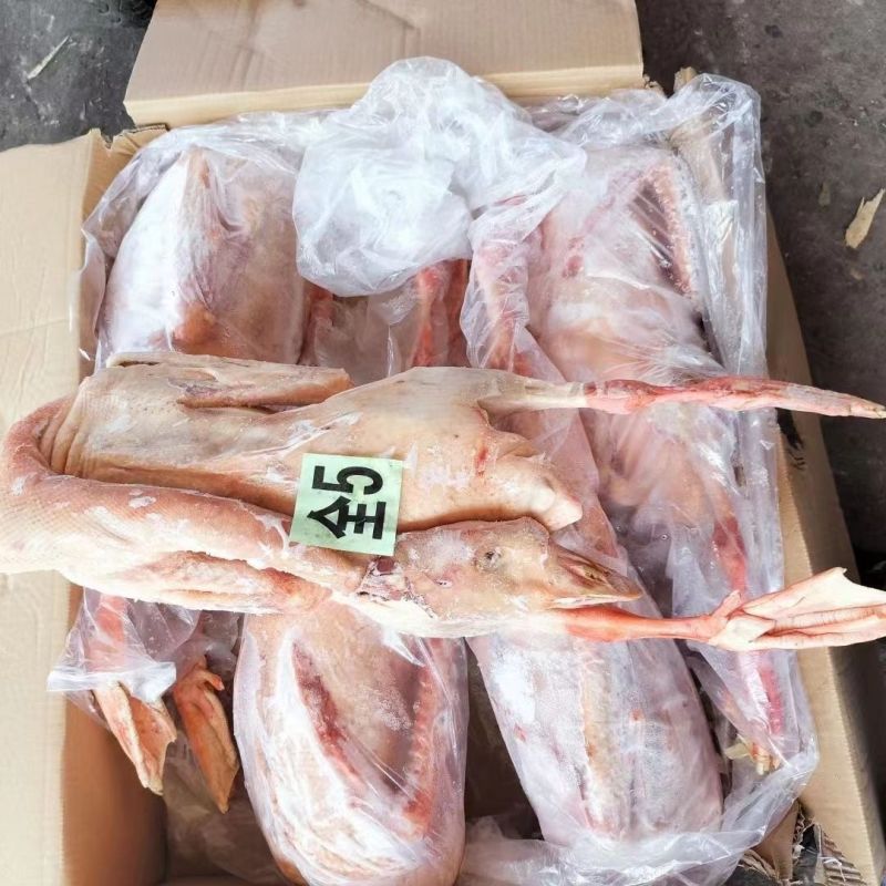 黄河大草鹅厂家直销量大从优
