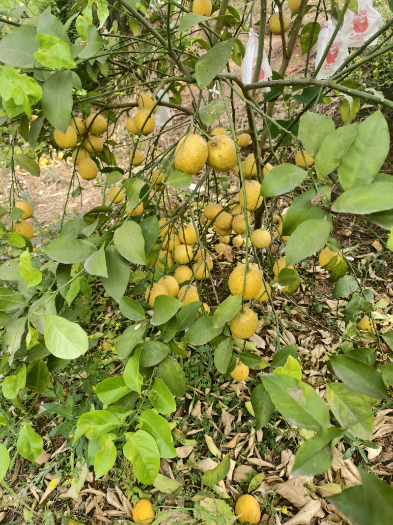 黄柠檬