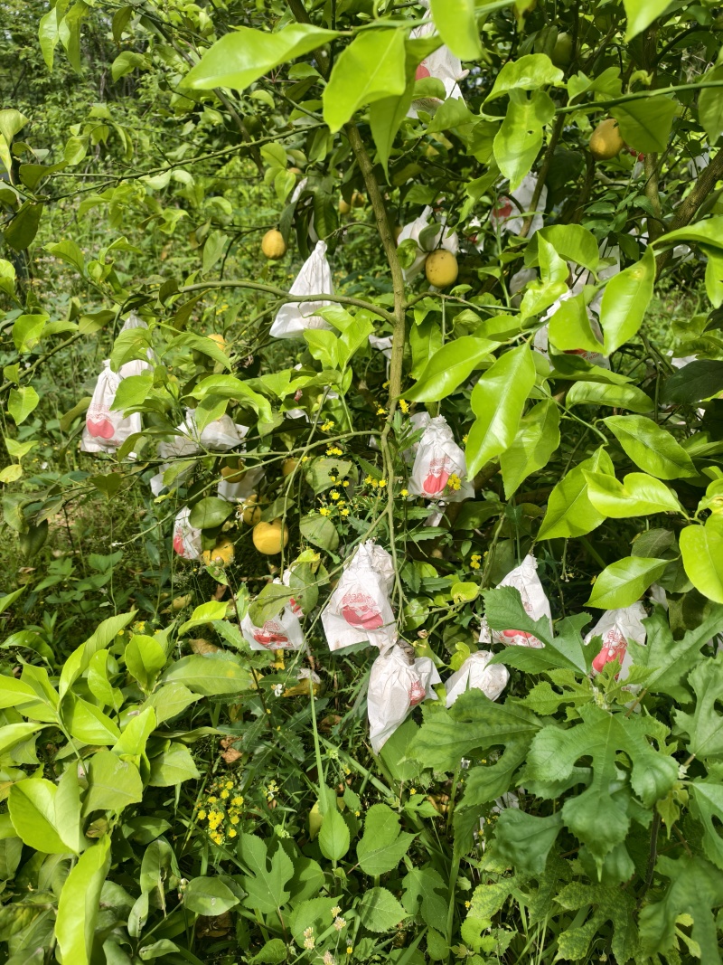 黄柠檬