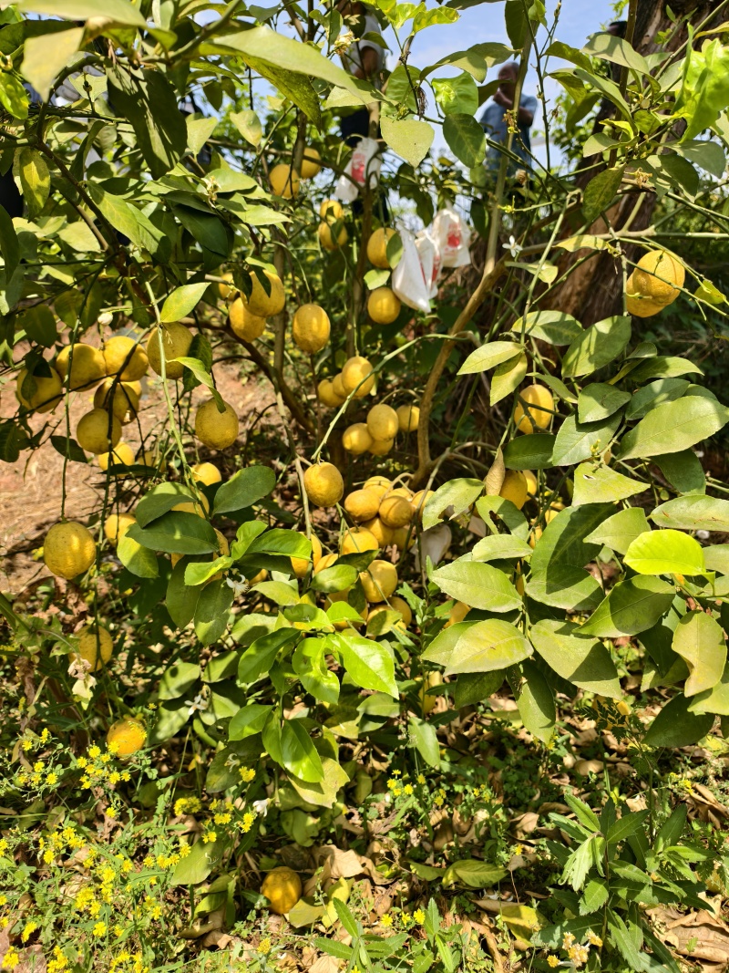 黄柠檬