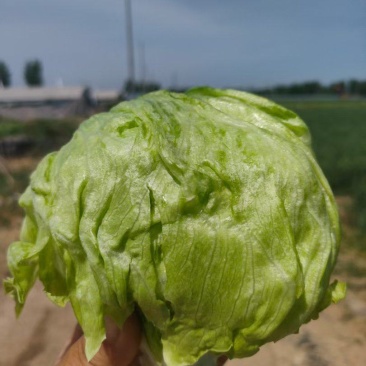 生菜球大量有货，价格便宜，需要的联系