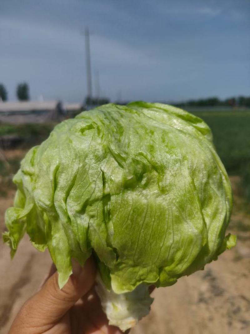生菜球大量有货，价格便宜，需要的联系