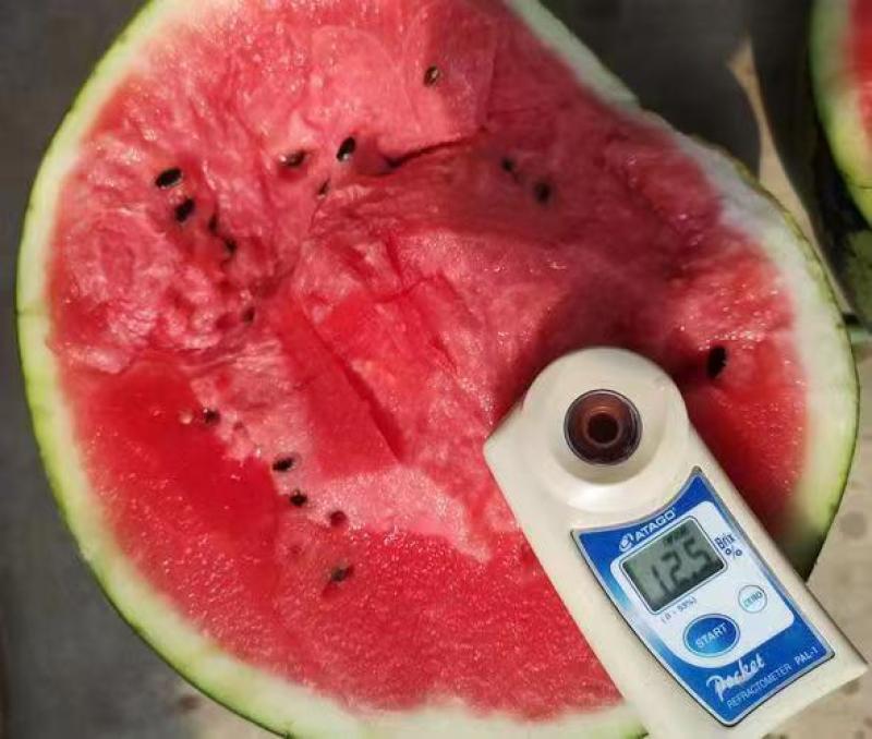 营口甜王西瓜专业验瓜师傅个个精挑细选保熟包甜保证无生瓜