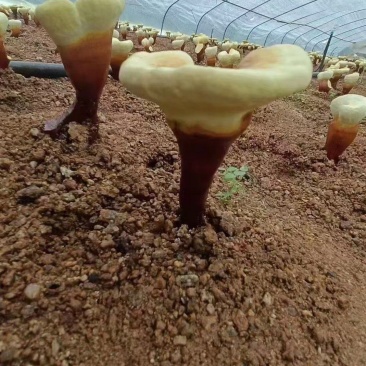 灵芝新粉，多次研磨，质量优，原产地发货，大量有货