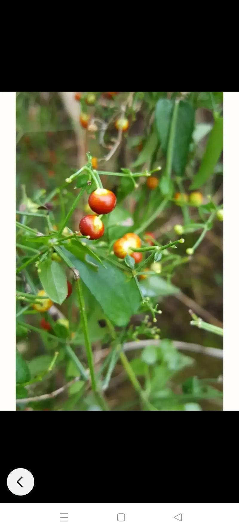 茜草种子3年生易管理包邮