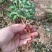 茜草种子3年生易管理包邮