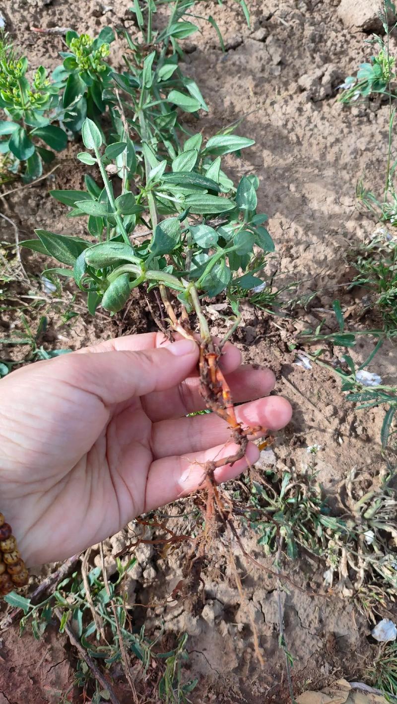 茜草种子3年生易管理包邮