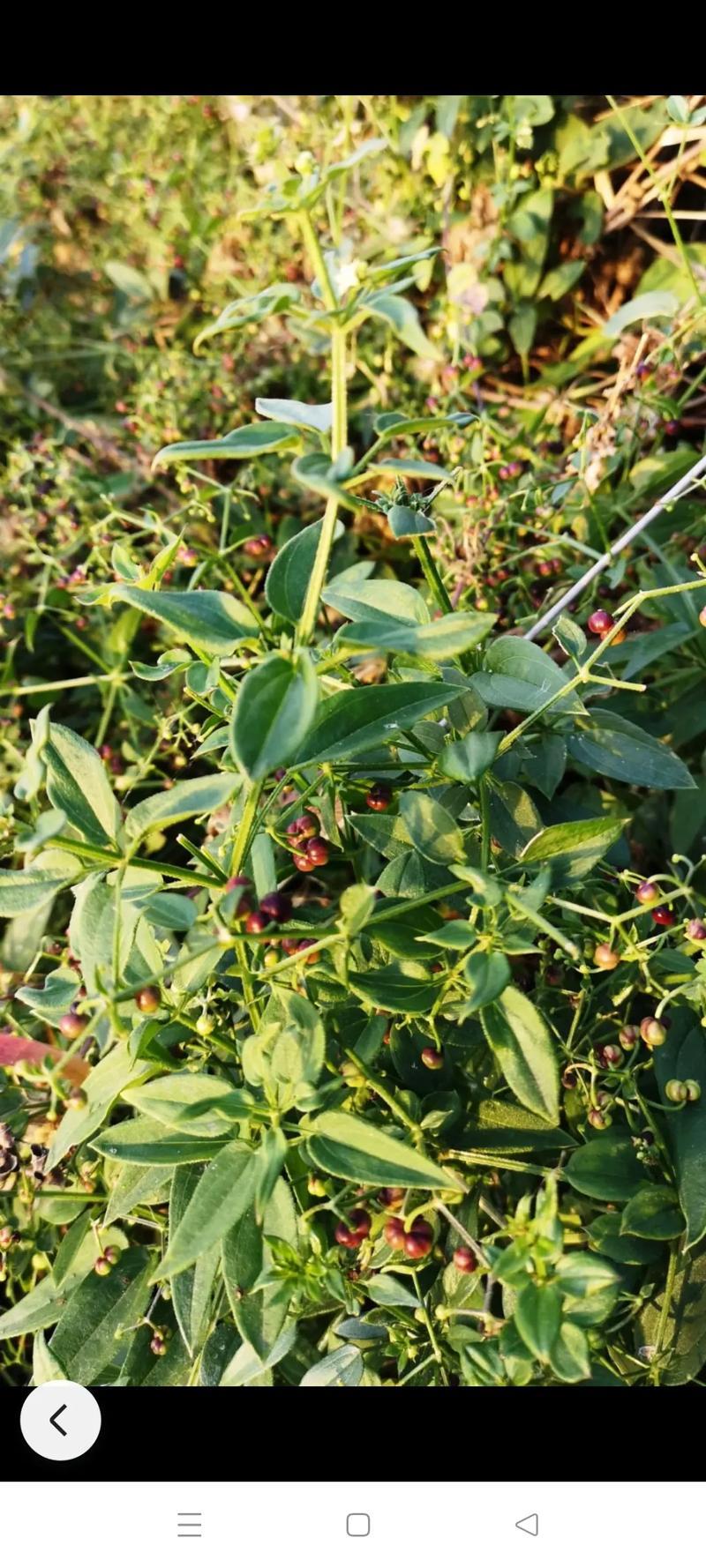 茜草种子3年生易管理包邮