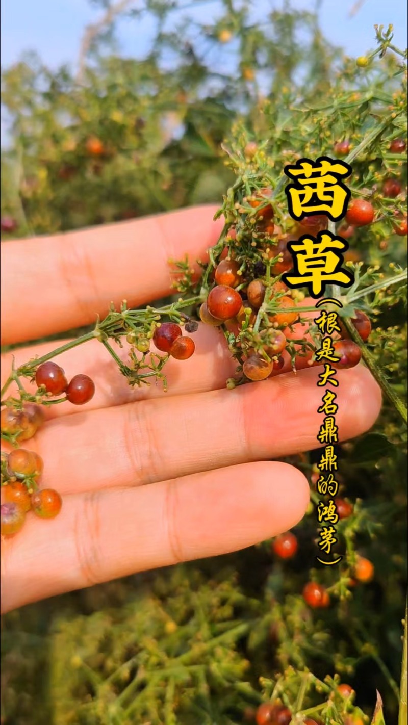 茜草种子3年生易管理包邮