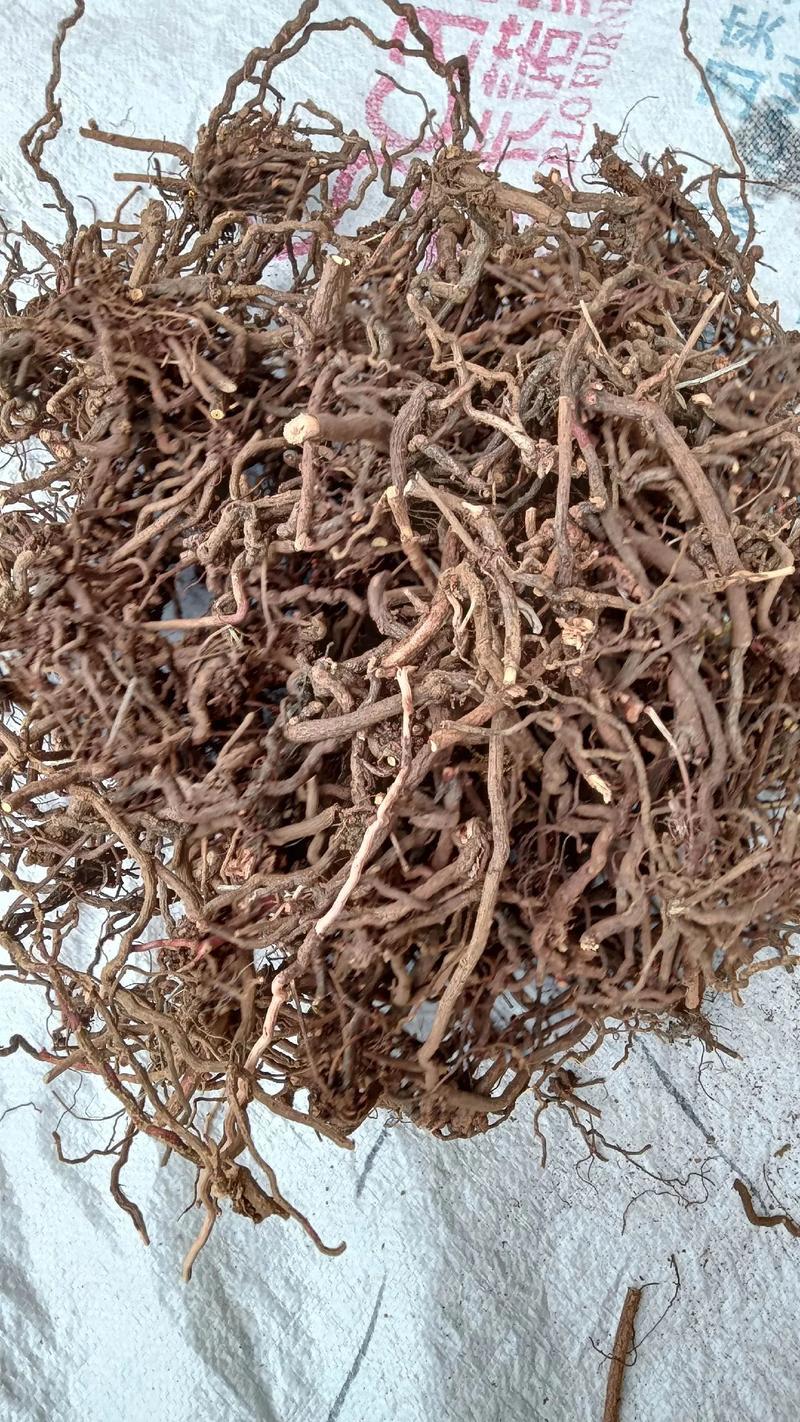 茜草种子3年生易管理包邮