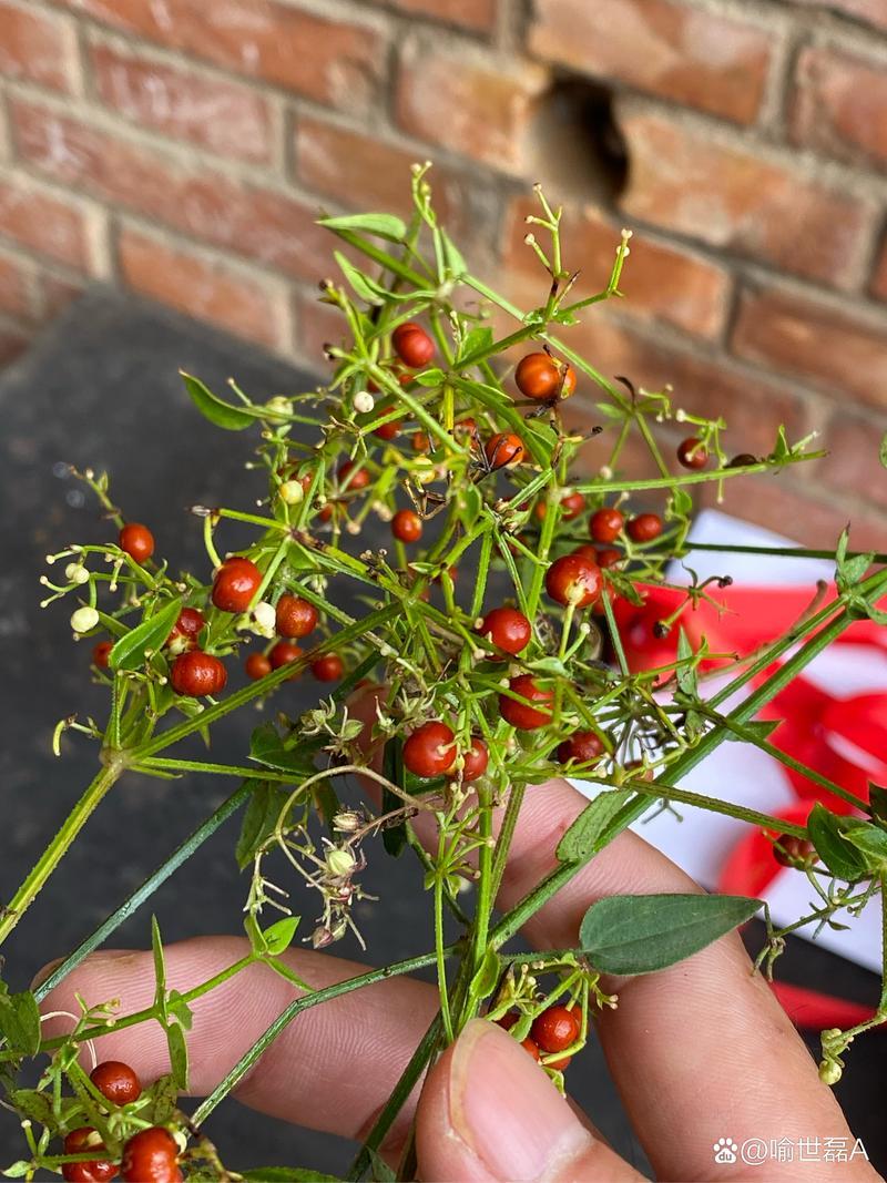 茜草种子3年生易管理包邮