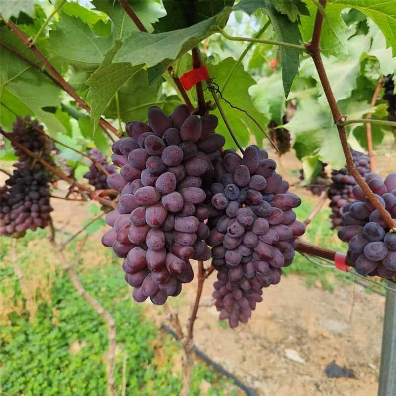 辽宁锦州精品茉莉香葡萄产地一手货源量大从优欢迎电话联系