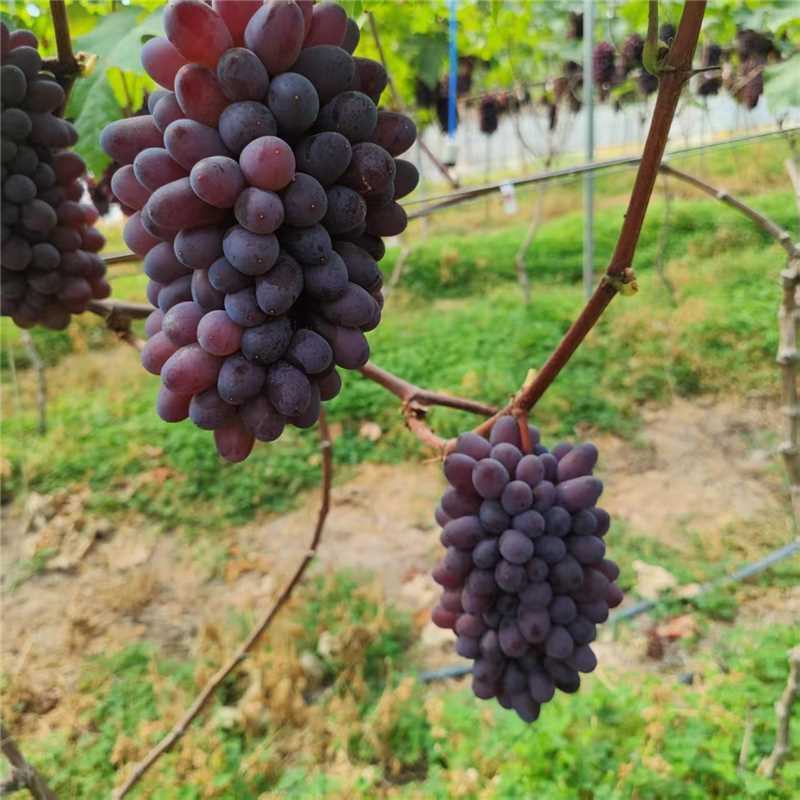 辽宁锦州精品茉莉香葡萄产地一手货源量大从优欢迎电话联系