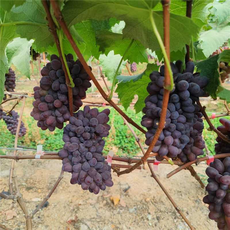 辽宁锦州精品茉莉香葡萄产地一手货源量大从优欢迎电话联系