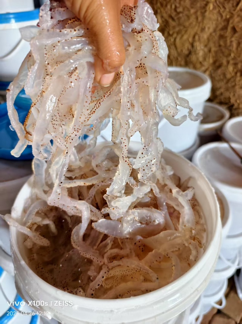 海蜇丝，货量充足，规格齐全，品质优良，欢迎咨询