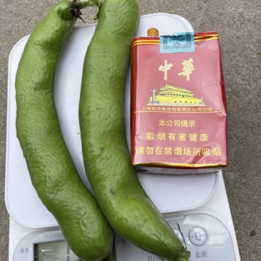 河南蚕豆，南阳蚕豆，老河口蚕豆