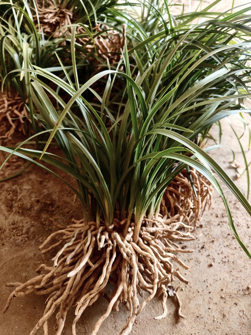 批发随州下坡兰花草苗春兰蕙兰地栽种苗脱盆熟草绿植花卉盆景