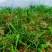 批发随州下坡兰花草苗春兰蕙兰地栽种苗脱盆熟草绿植花卉盆景