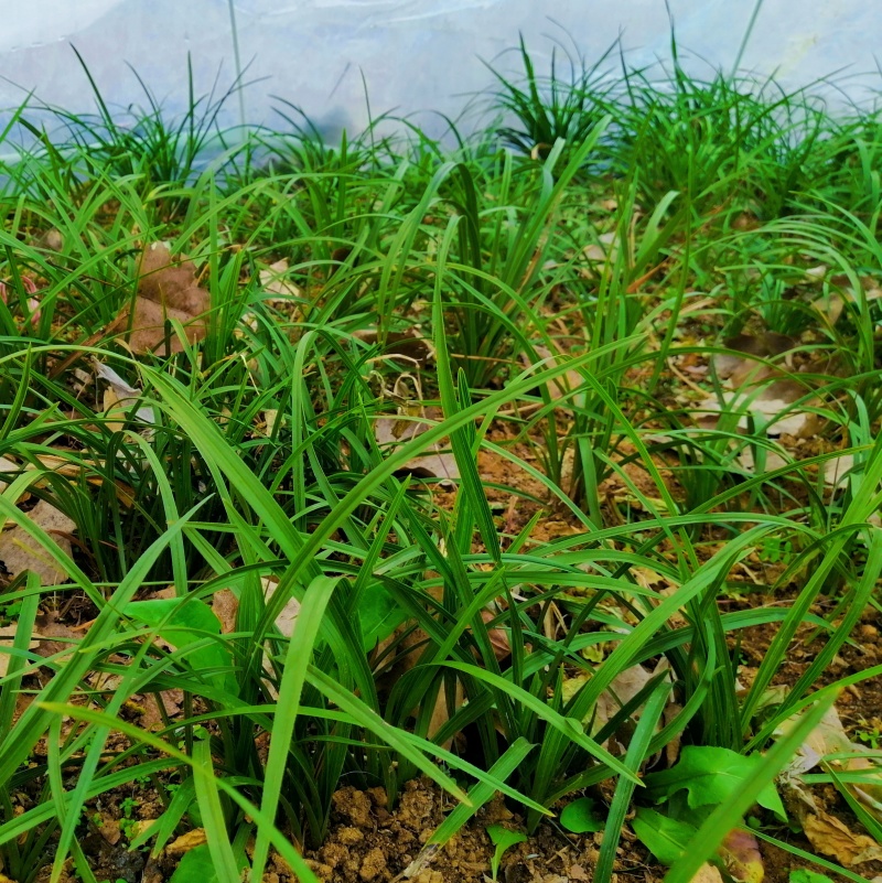 批发随州下坡兰花草苗春兰蕙兰地栽种苗脱盆熟草绿植花卉盆景