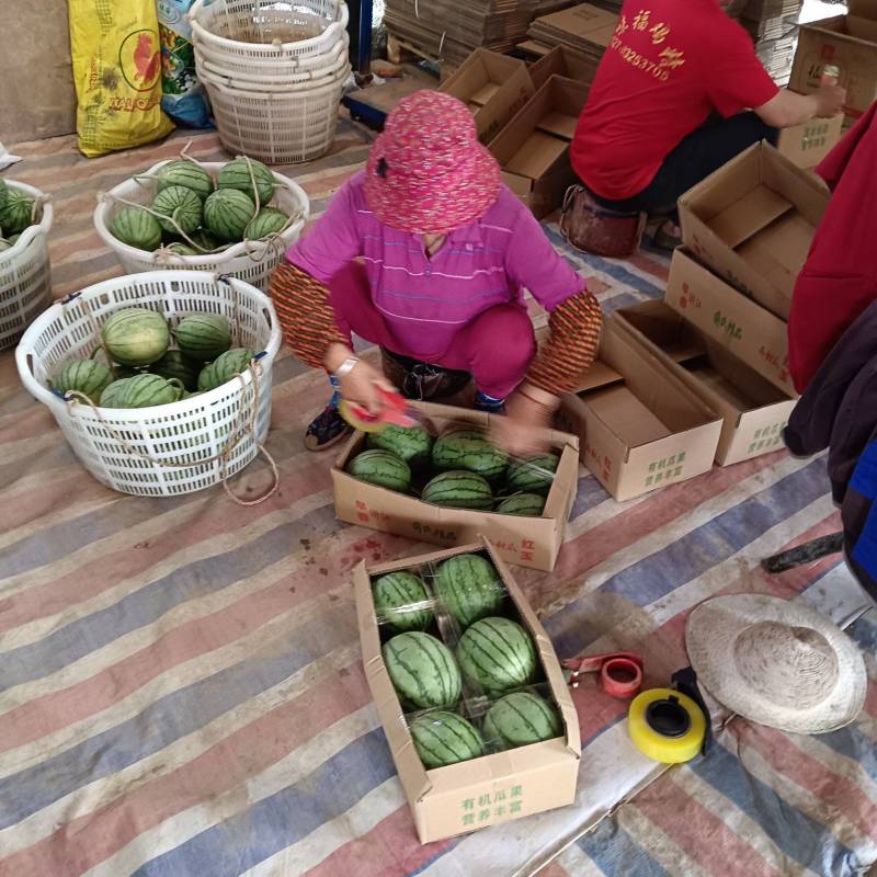 湖北江夏基地嘉秀西瓜大量有货！欢迎订单