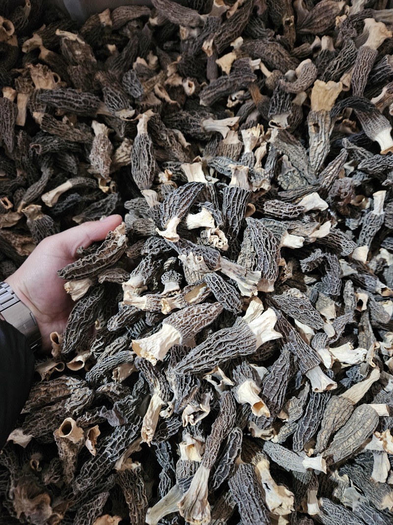 羊肚菌干货头茬特价