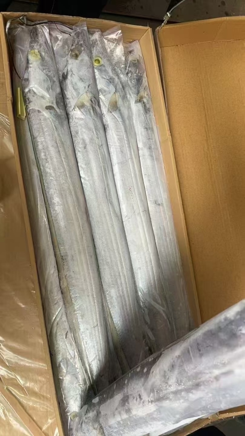 700/1000带鱼钓带鱼