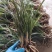 批发随州下坡兰花草苗春兰蕙兰地栽种苗脱盆熟草绿植花卉盆景