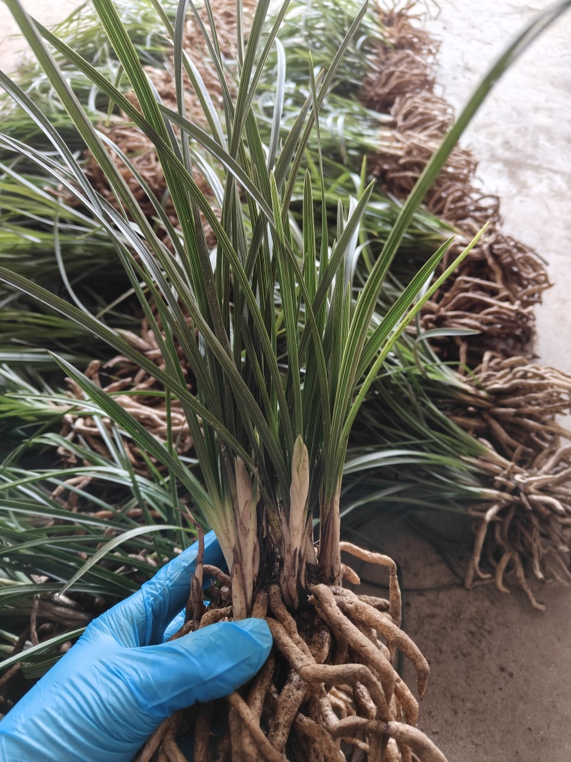 批发随州下坡兰花草苗春兰蕙兰地栽种苗脱盆熟草绿植花卉盆景