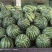 砀山甜王西瓜大量有货，一手货源，对接各大市场、商超…