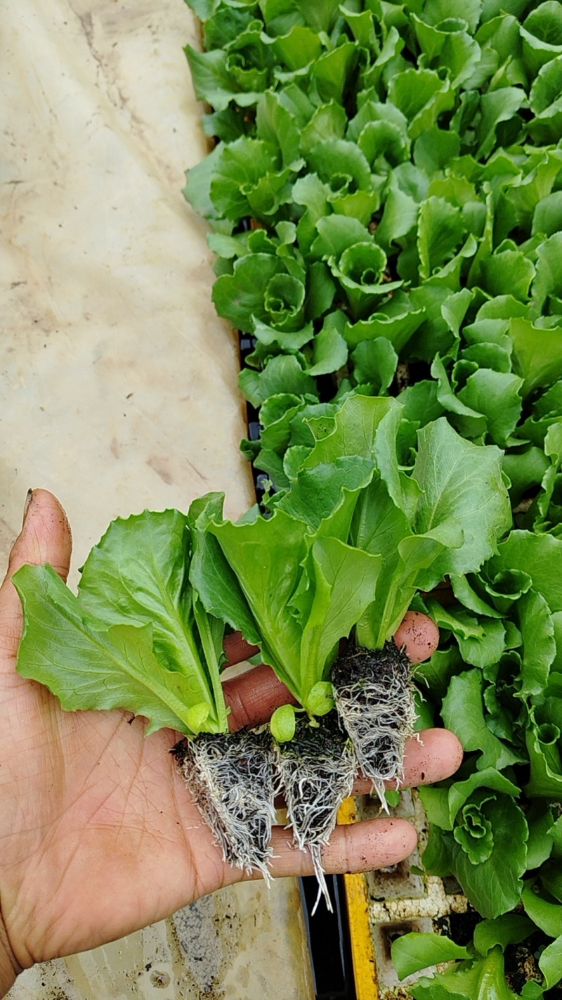 云南球生菜苗(结球生菜)货量大全国接单成活率高提供技术指