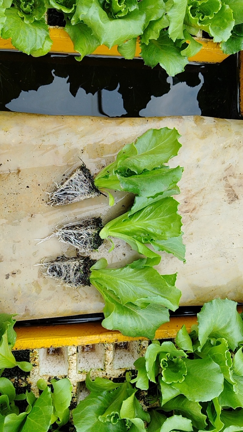 云南球生菜苗(结球生菜)货量大全国接单成活率高提供技术指