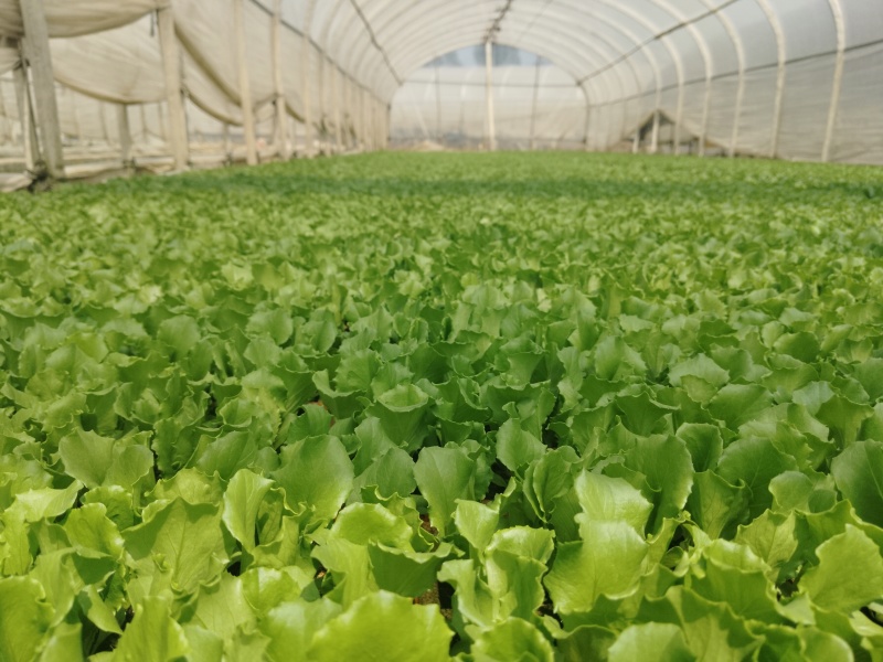 云南球生菜苗(结球生菜)货量大全国接单成活率高提供技术指