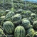 砀山甜王西瓜大量有货，一手货源，对接各大市场、商超…