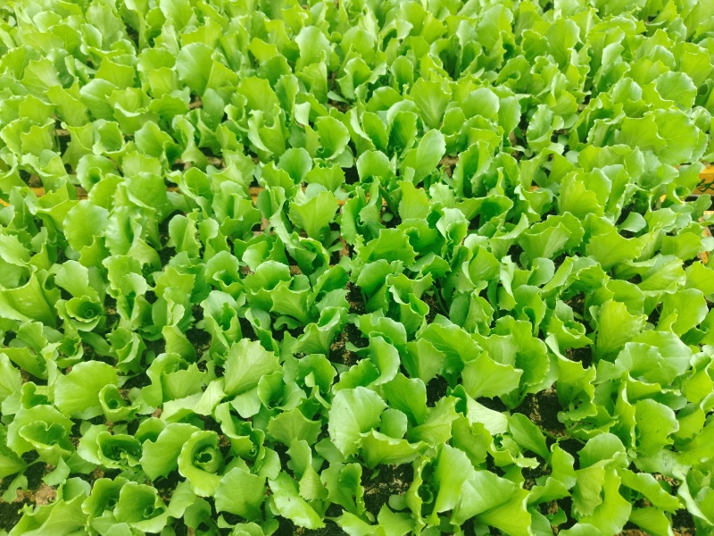 云南球生菜苗(结球生菜)货量大全国接单成活率高提供技术指
