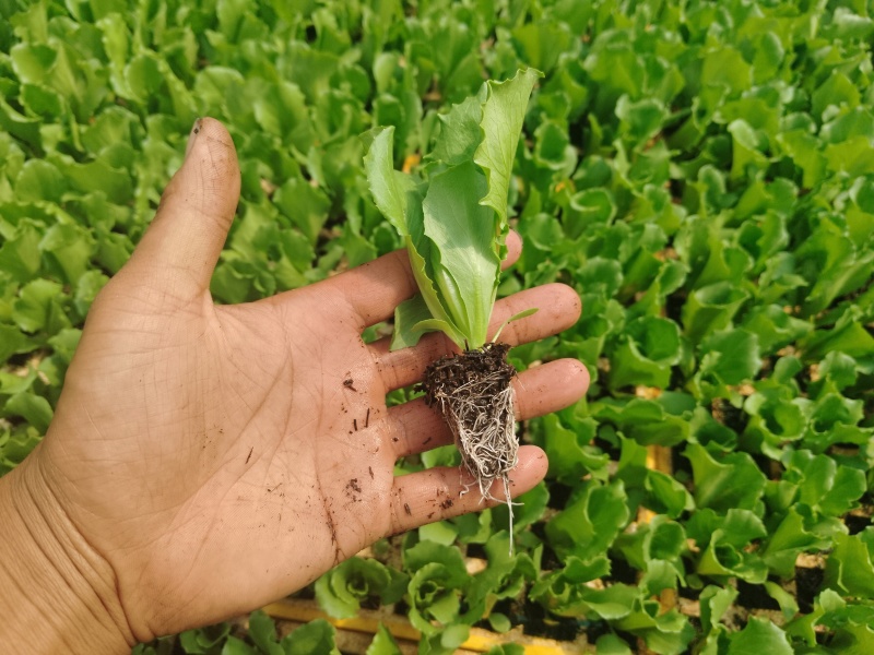 云南球生菜苗(结球生菜)货量大全国接单成活率高提供技术指